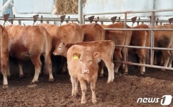 울산 소 구제역 백신 접종으로 10년 넘게 청정지역 유지