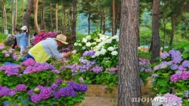 지금 가평 자라섬 남도에 간다…개화 절정