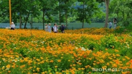 지금 가평 자라섬 남도에 간다…개화 절정