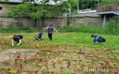안양시 안양천 꽃동산 조성중…시민 힐링선물