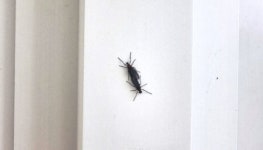 바글바글 러브버그 ...서울 은평 점령 이 벌레 용산까지 왔다