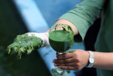 돌아온 녹조 라떼... 부산시는 먹는물 안전