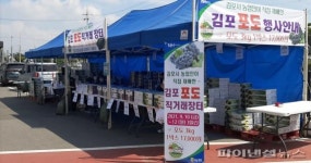 제25회 김포 포도 ‘직거래 판매’…3천원 할인