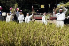 올해도 풍년이로구나… 조선시대 벼베기 체험