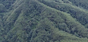 강원산삼산림농업중앙회 | 동해시, 백두대간에 산삼심었다