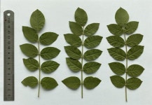 수입 90% 의존 약방의 감초...국산화 길 열린다