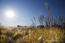 K-시흥시와 가을빛 그리고 갯골생태공원