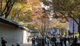 단풍 물든 덕수궁 돌담길