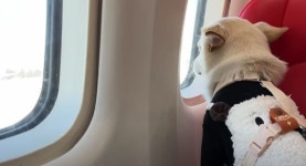 하이에어그룹, 펫 전세기 예약 플랫폼 펫 엔젤 출시