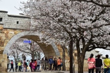 북수원 대표 벚꽃 명소, 만석공원...수원의 봄꽃 명소 10選