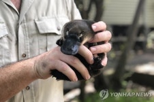 "고라파덕도 이렇겐 안 싸우는데"..'분노 폭발' 야생 오리너구리 영상 [희귀 포착]