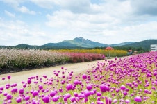 가을 대표 핫플...9월 18일부터 양주 나리농원, 천일홍 축제