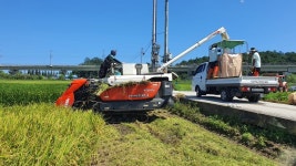 정부가 쌀 안 사줘도 충분...한가마 20만원대 안정세 유지