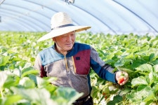 외면 받던 킹스베리… 홈플 신선농장이 살렸죠 [현장르포]