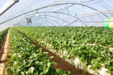 [르포] 더 크고 달콤한 킹스베리 딸기, 홈플러스 덕에 홍보 효과 톡톡히 누렸죠