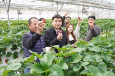 딸기 체험, 경기 광주시로 오세요...수수락 딸기 수확 체험 시작