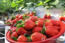 김해 금값 딸기 도둑, 잡고 보니 이웃 주민이었다