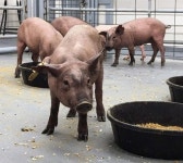 [특징주]엠젠솔루션, 일본서 ‘인체 장기이식용 돼지 탄생..유전자가위 기술 부각↑