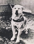 101살 충견 하치와 시부야 [김경민의 도쿄 혼네]