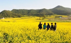 [남도둘러보기]봄 만끽할 4월 전남 나들이 명소 어디?