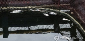 해수부, 고수온 예비특보 기준 25로 낮춘다
