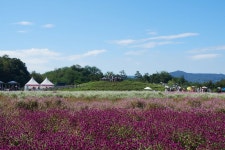 [포토] 화려한 꽃물결 이루는 양주 나리공원