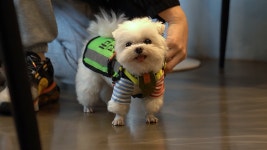 [영상] 서울 반려견 순찰대 총 1,704팀 활동 시작! 반려견 순찰대 체험기