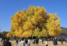 나무 수령이 1317년?...원주 반계리 은행나무 과학적 분석