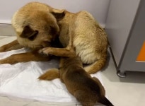 아기 좀 살려주세요 죽어가는 새끼 물고 동물병원 찾아온 어미개