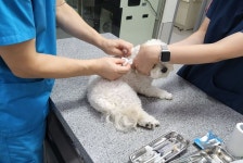 광주 12개 동물병원서 설 연휴 반려동물 응급 진료