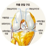 축구선수 단골 부상 전방 십자인대 파열… 재건술로 복귀 돕는다 [Weekend 헬스]