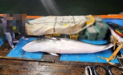 군산 앞바다서 잡힌 5ｍ 밍크고래…3610만원 낙찰