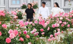 [단독] 삼성 이병철 창업주 반세기 장미 집념, 에버랜드 장미 묘목 日 첫 수출
