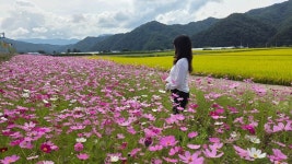 추석 연휴에 홍천 서석 코스모스 축제장으로 오세요