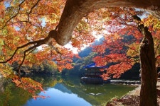 가을 단풍철 무료 셔틀버스 운행하는 내장산국립공원