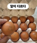 “난각번호 4번인데…” 달걀 고가판매 논란에 입 연 이경실 “품질 월등”