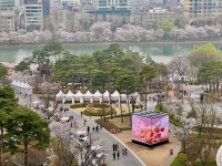 벚꽃 특수 한강변 편의점 주류 매출 들썩