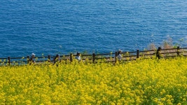 럭셔리 리조트 오레브, 제주 푸른 바다를 품에 안다