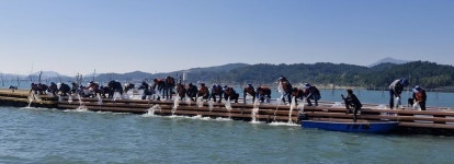 전남도, 수산자원 회복으로 어민 소득 증대 노린다