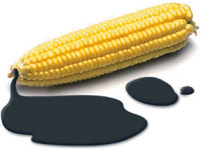 [Science] 옥수수 밭이 금싸라기 땅