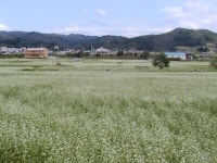 봉평ㆍ고창은 지금 메밀꽃 필무렵