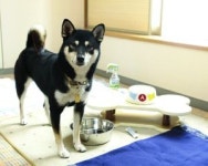 호텔에 애완견 데려오세요 국내 첫 동반투숙 서비스