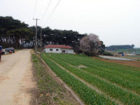 [한경매물마당] 충남 태안읍 주말농장 및 전원주택지, 1억6000만원