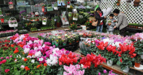 서울의 알짜 꽃 도매시장‥꽃~사세요♪ 꽃을 사~♬