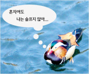 [홍성호 기자의 말짱 글짱] 우리를 슬프게 하는 말들 ② - ‘미망인’