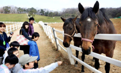 목장길 따라 걷다보면 말 눈망울에 가득한 봄