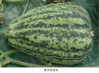 개구리참외, 소비자 외면에 재배면적 줄어 ‘추억 속에만 남을 판’