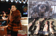 김희애 모피코트 논란…동물단체 마이더스시청거부 운동할것