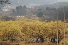 봄의 전령사 산수유꽃 축제 속으로
