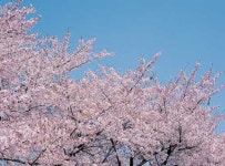 전국에서 가장 많은 가로수는 벚나무